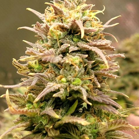 Platinum Cake growlog timeline photo