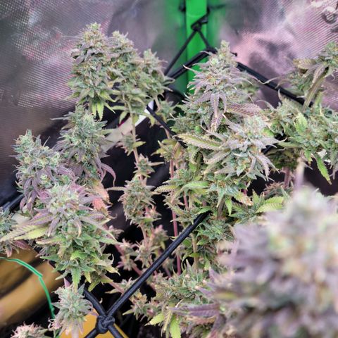 Platinum Cake growlog timeline photo