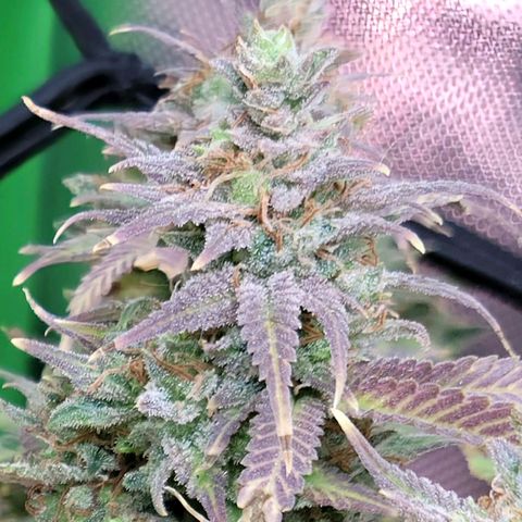 Platinum Cake growlog timeline photo