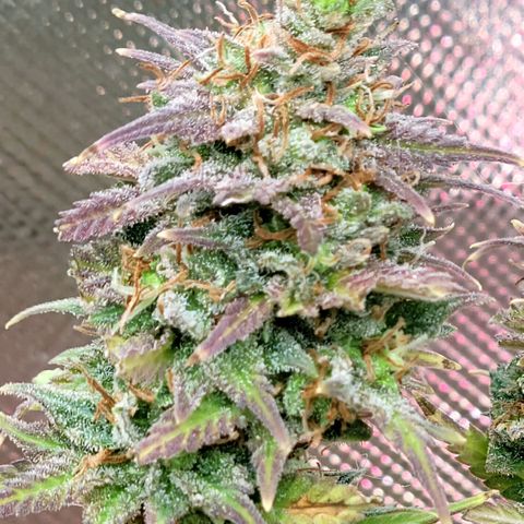 Platinum Cake growlog timeline photo