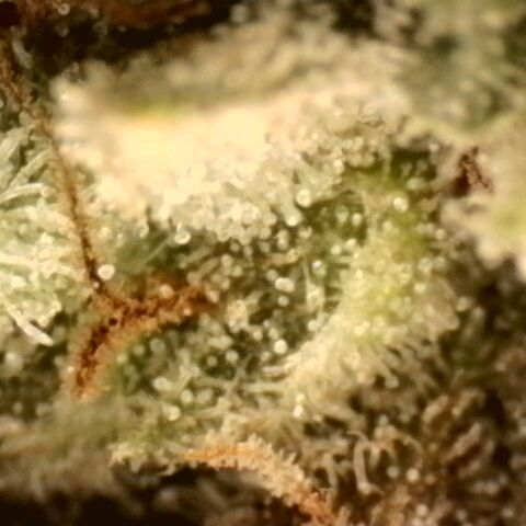 Northern Lights 1 and 2 growlog timeline photo