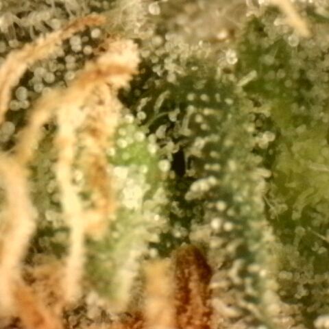Northern Lights 1 and 2 growlog timeline photo