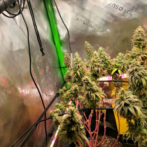 Northern Lights 1 and 2 growlog timeline photo