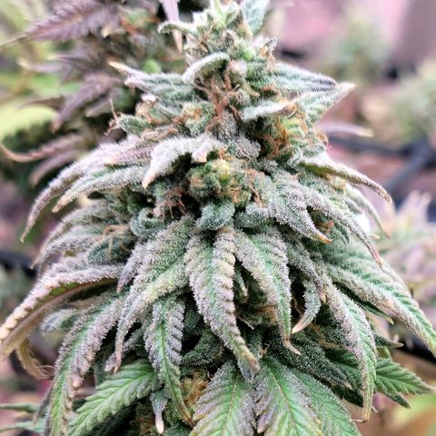 Northern Lights 1 and 2 growlog timeline photo