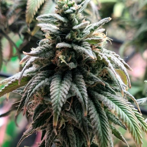Northern Lights 1 and 2 growlog timeline photo