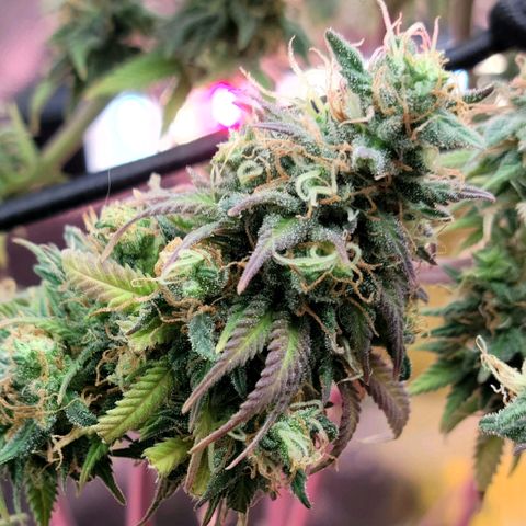 Northern Lights 1 and 2 growlog timeline photo