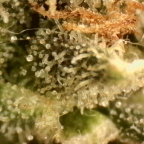 Northern Lights 1 and 2 growlog timeline photo