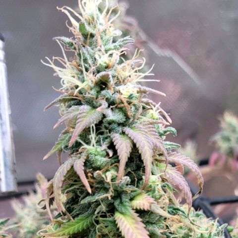 Northern Lights 1 and 2 growlog timeline photo