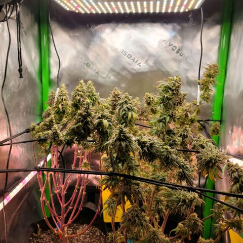 Northern Lights 1 and 2 growlog timeline photo
