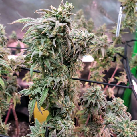 Northern Lights 1 and 2 growlog timeline photo