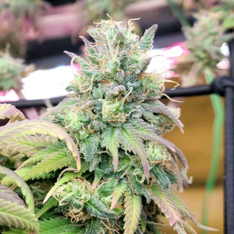 Northern Lights 1 and 2 growlog timeline photo