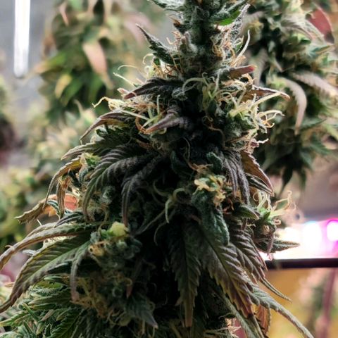 Northern Lights 1 and 2 growlog timeline photo