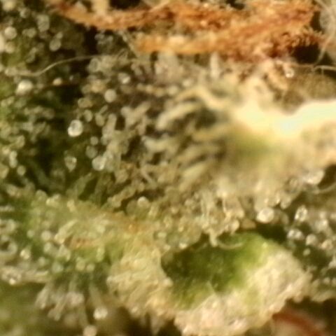 Northern Lights 1 and 2 growlog timeline photo
