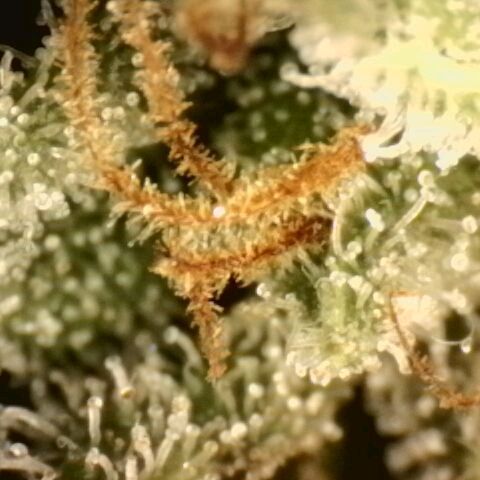 Northern Lights 1 and 2 growlog timeline photo
