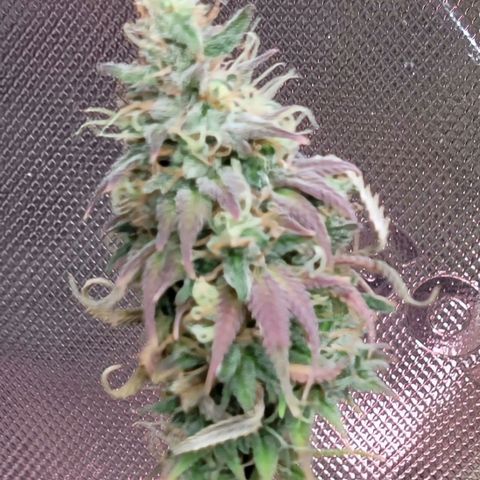 Northern Lights 1 and 2 growlog timeline photo