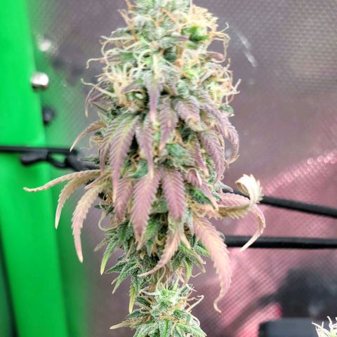 Northern Lights 1 and 2 growlog timeline photo
