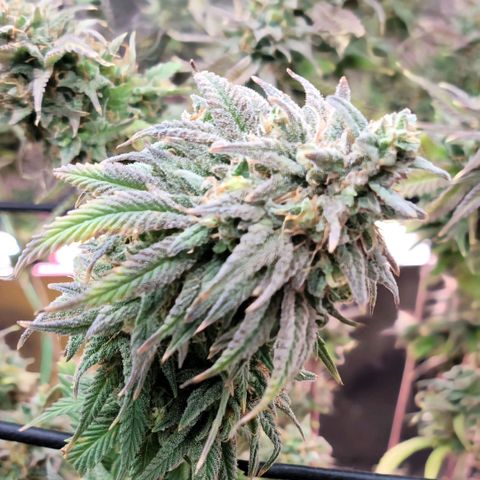 Northern Lights 1 and 2 growlog timeline photo