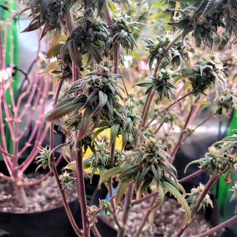 Northern Lights 1 and 2 growlog timeline photo