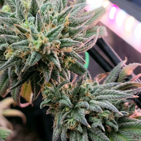 Northern Lights 1 and 2 growlog timeline photo