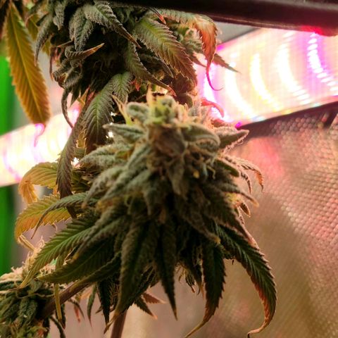 Northern Lights 1 and 2 growlog timeline photo
