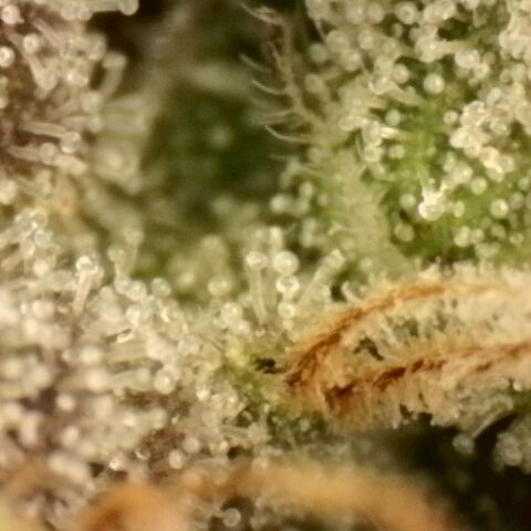 Northern Lights 1 and 2 growlog timeline photo