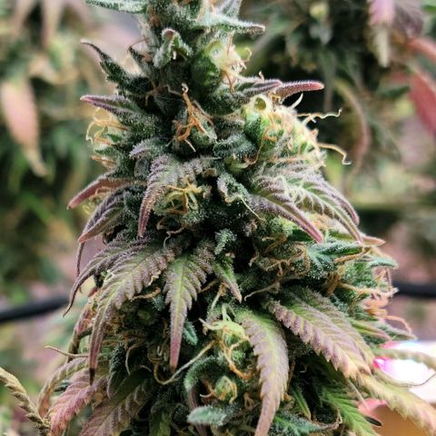 Northern Lights 1 and 2 growlog timeline photo