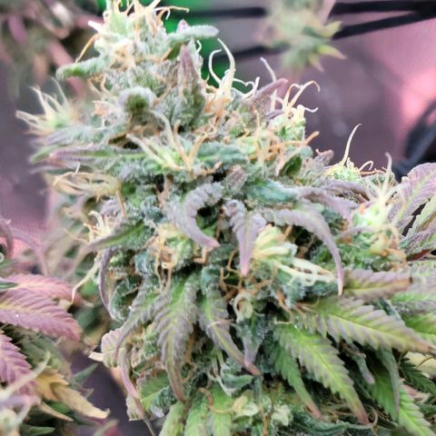 Northern Lights 1 and 2 growlog timeline photo