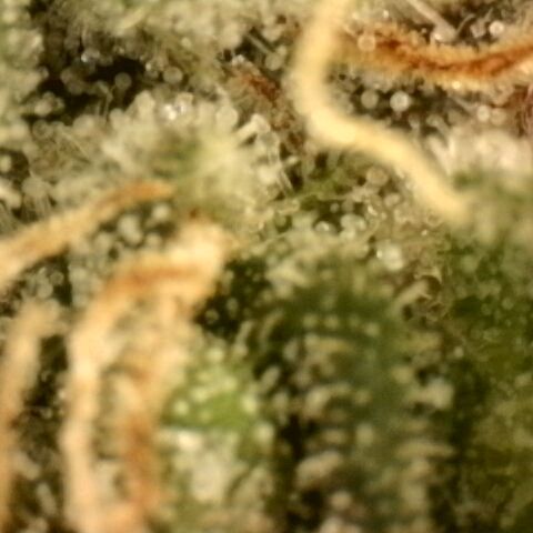 Northern Lights 1 and 2 growlog timeline photo