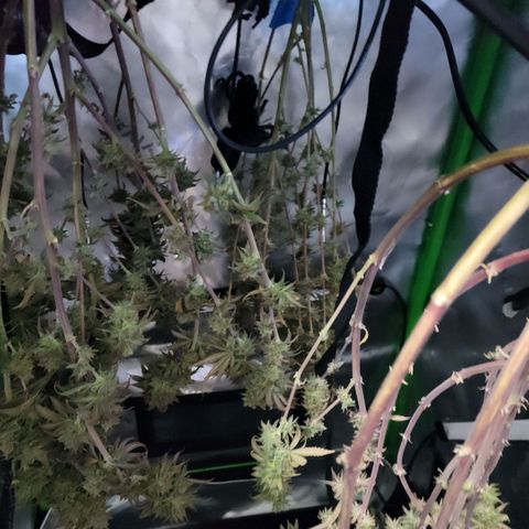 Platinum Cake growlog timeline photo