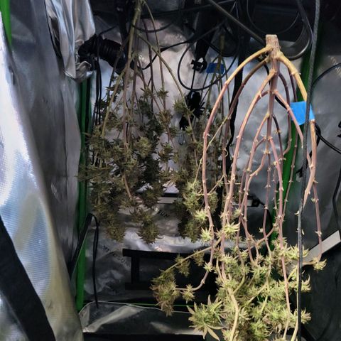 Platinum Cake growlog timeline photo