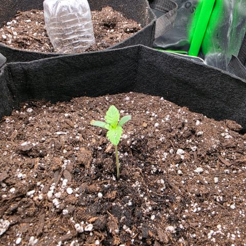 Gold Glue growlog timeline photo
