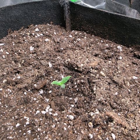 Gold Glue growlog timeline photo
