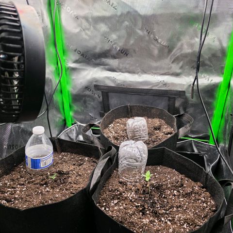Gold Glue growlog timeline photo