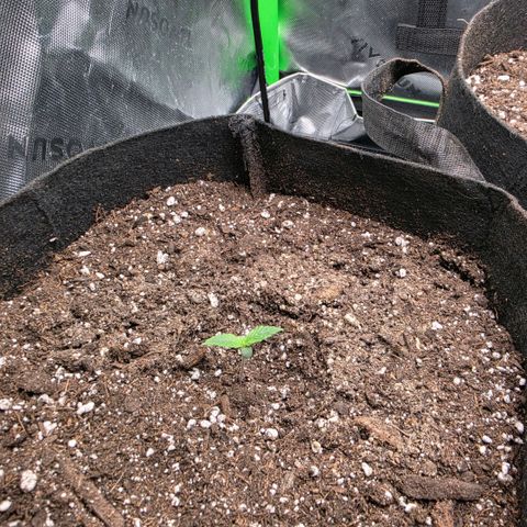 Gold Glue growlog timeline photo