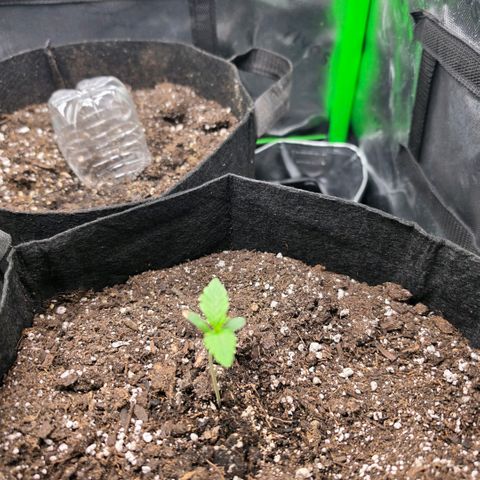 Gold Glue growlog timeline photo