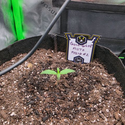 Gold Glue growlog timeline photo