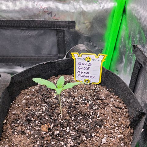 Gold Glue growlog timeline photo