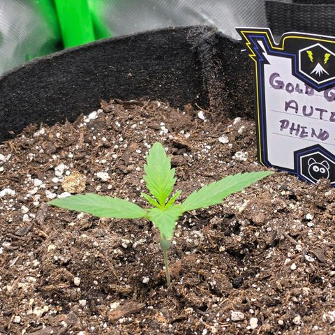 Gold Glue growlog timeline photo