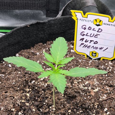 Gold Glue growlog timeline photo