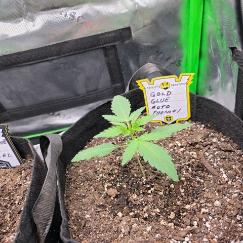 Gold Glue growlog timeline photo