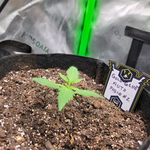 Gold Glue growlog timeline photo