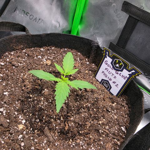 Gold Glue growlog timeline photo