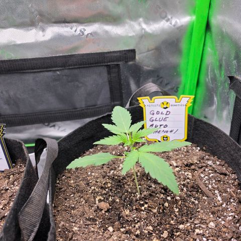 Gold Glue growlog timeline photo