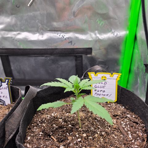 Gold Glue growlog timeline photo