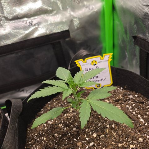 Gold Glue growlog timeline photo