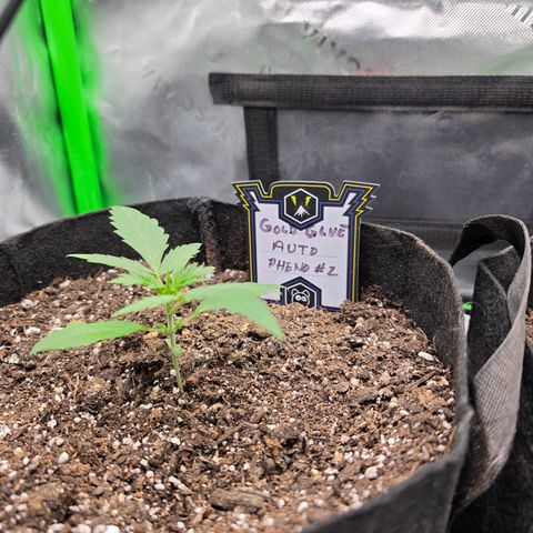 Gold Glue growlog timeline photo