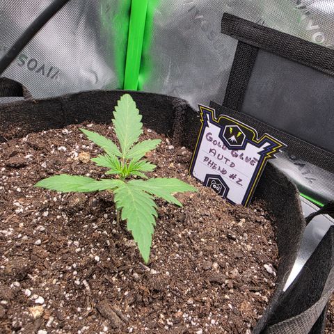 Gold Glue growlog timeline photo