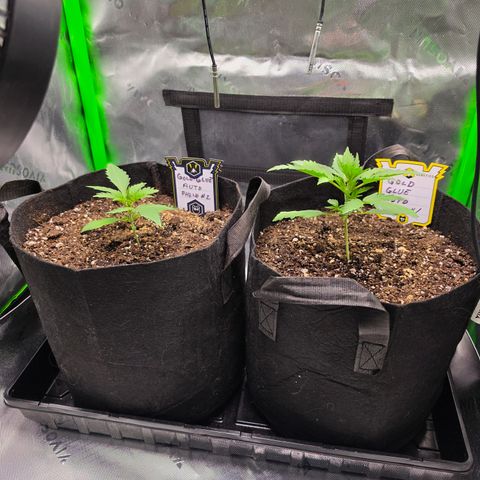 Gold Glue growlog timeline photo