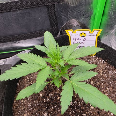 Gold Glue growlog timeline photo