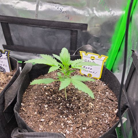 Gold Glue growlog timeline photo